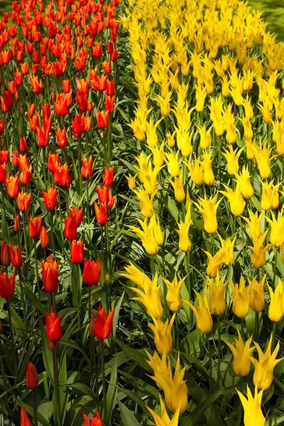 Bunte Tulpen, Narzissen, Hyazinthen, Lilien, Hortensien, Muscari-Blüten im Frühlingspark — Stockfoto