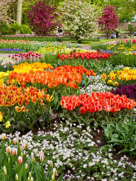 Tulipas coloridas, narciso, jacintos, lírio, hortênsias, flores de muscari no parque de primavera — Fotografia de Stock