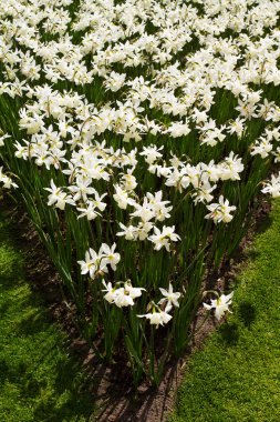 Dışarıda renkli çiçekler