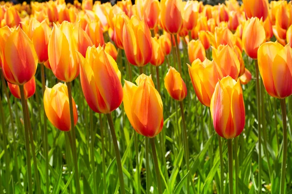 Bunte Tulpen. Blumen im Frühlingspark — Stockfoto