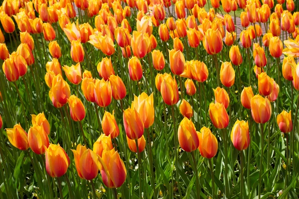 Bunte Tulpen. Blumen im Frühlingspark — Stockfoto