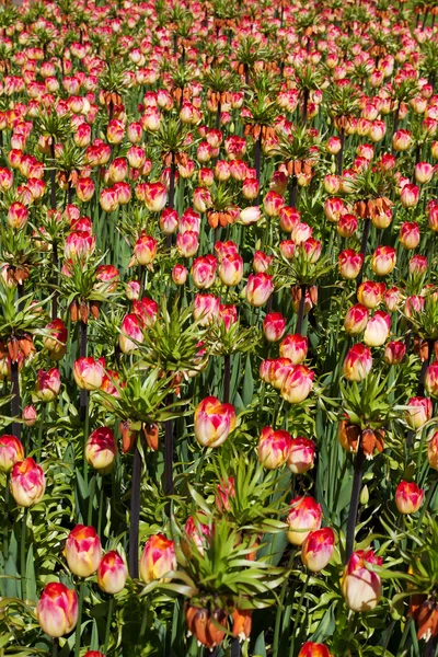 Kolorowe tulipany, Hiacynty, lilia, hortensje kwiaty Szafirek w parku wiosny — Zdjęcie stockowe