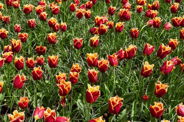 Bunte Blumen draußen — Stockfoto