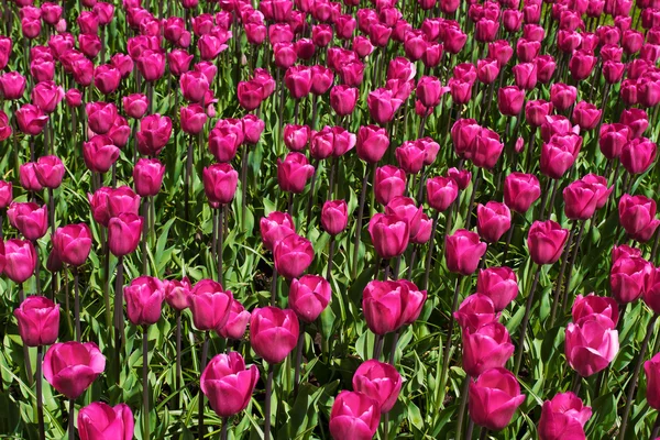 Tulipas cor-de-rosa. Flores no jardim — Fotografia de Stock