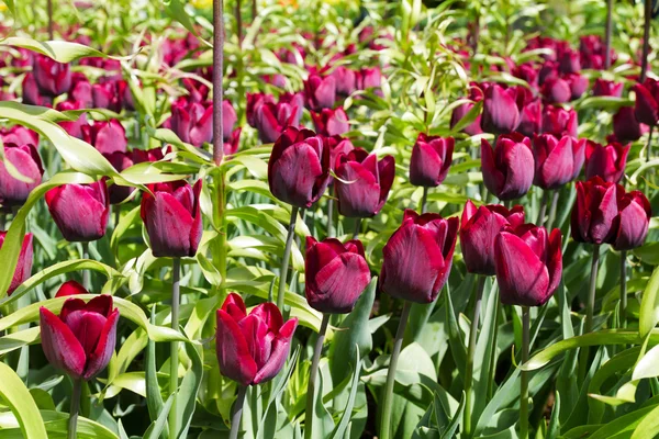 Pink tulips. Flowers in the garden — Stock Photo, Image