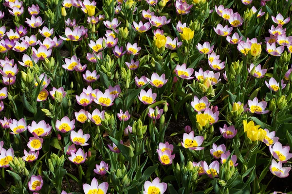Kolorowe kwiaty, poza — Zdjęcie stockowe