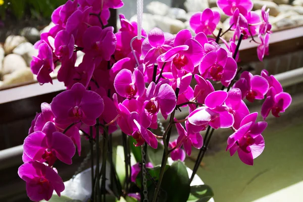 Kolorowe kwiaty, poza — Zdjęcie stockowe