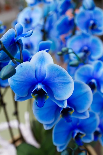 Bunte Blumen draußen — Stockfoto