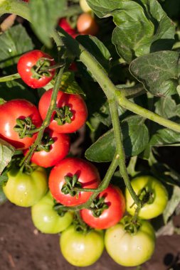 Bahçedeki domates ağacına asılmış domatesler. Yaz sebzeleri