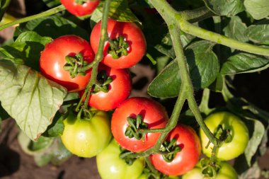 Bahçedeki domates ağacına asılmış domatesler. Yaz sebzeleri