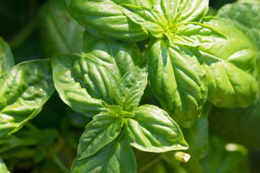 Yeşil fesleğen yaprakları. Bahçede yetişen fesleğen