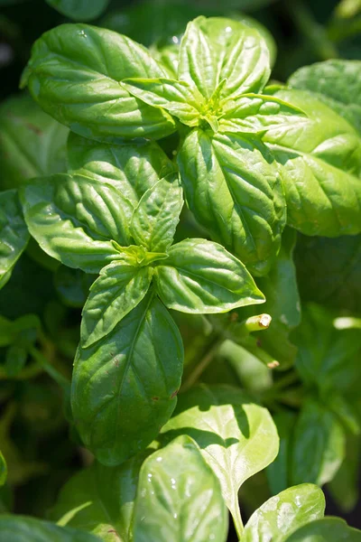 Kemangi Hijau Daun Tanaman Basil Tumbuh Kebun — Stok Foto