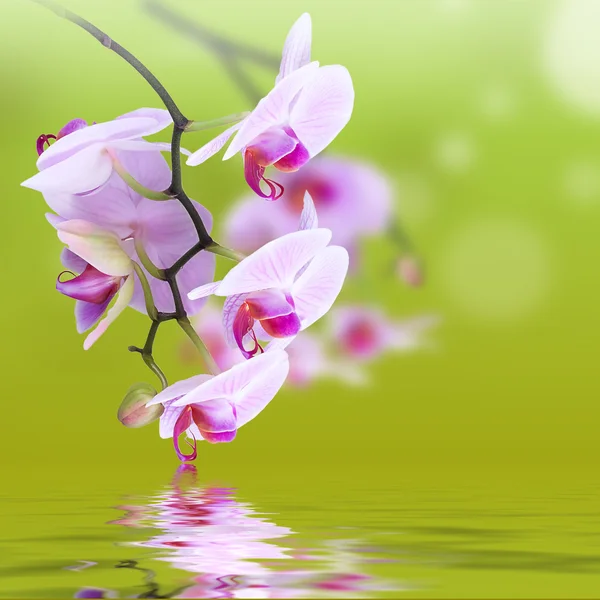 Floraler Hintergrund: rosa Orchideenblüten mit Reflexen in welliger Wasseroberfläche — Stockfoto