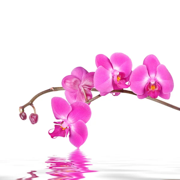 Floral background: pink orchid flowers isolated over a white backdrop along with reflections in wavy water surface — Stock Photo, Image