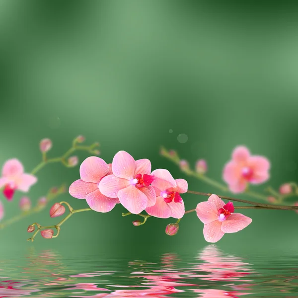 Floral bakgrund: pink orchid blommor med reflektioner i vågig vattenyta — Stockfoto