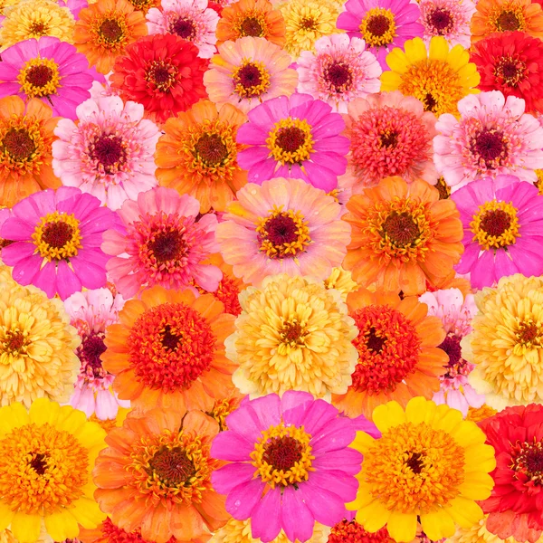 Fondo de flores brillantes —  Fotos de Stock