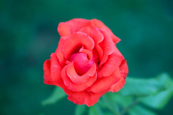 Rosa sobre fondo verde — Foto de Stock