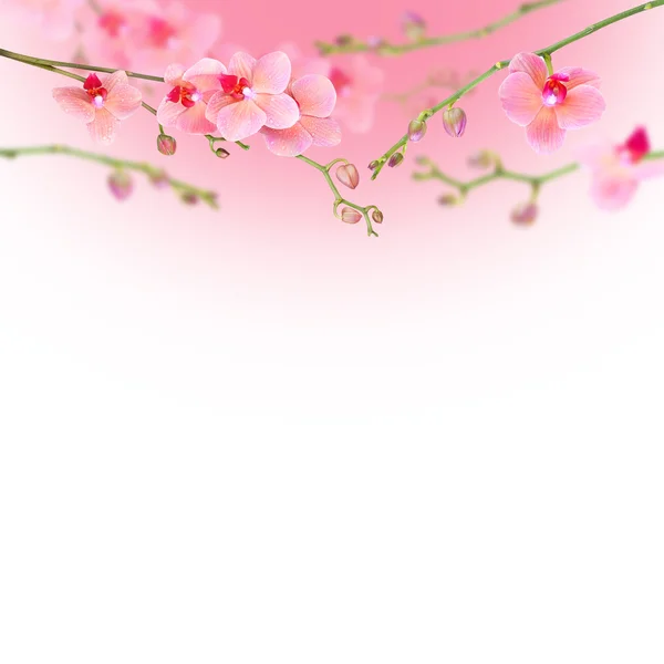 Schöne florale abstrakte Hintergrund, Orchideen isoliert auf einem weißen — Stockfoto