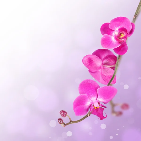 Hermoso fondo abstracto floral, orquídeas aisladas sobre un blanco — Foto de Stock