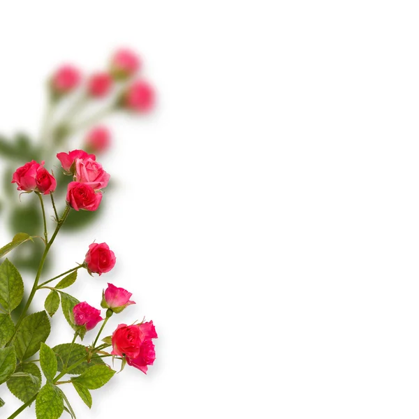 Fondo floral. Rosas aisladas sobre fondo blanco. Copiar espacio — Foto de Stock