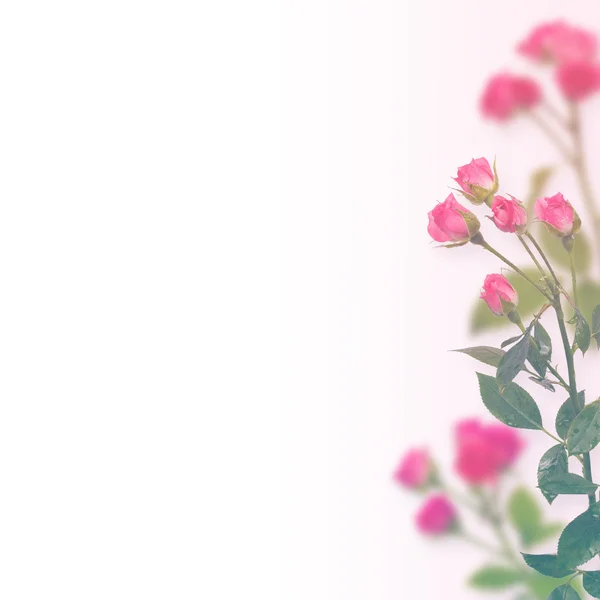 Floraler Hintergrund. Rosen isoliert auf weißem Hintergrund. Kopierraum — Stockfoto