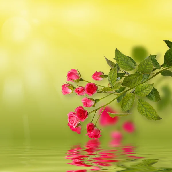 Floraler Hintergrund. Rosen isoliert über grünem Hintergrund zusammen mit Spiegelungen in welliger Wasseroberfläche. Kopierraum — Stockfoto
