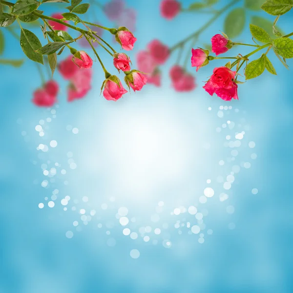 Rosas de fondo floral aisladas en azul. Copiar espacio — Foto de Stock