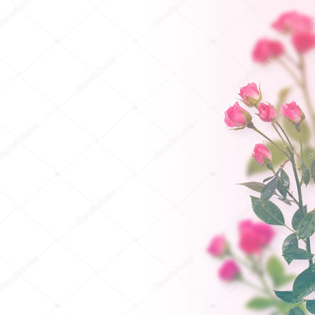 Floral background. Roses isolated over  white background. Copy space