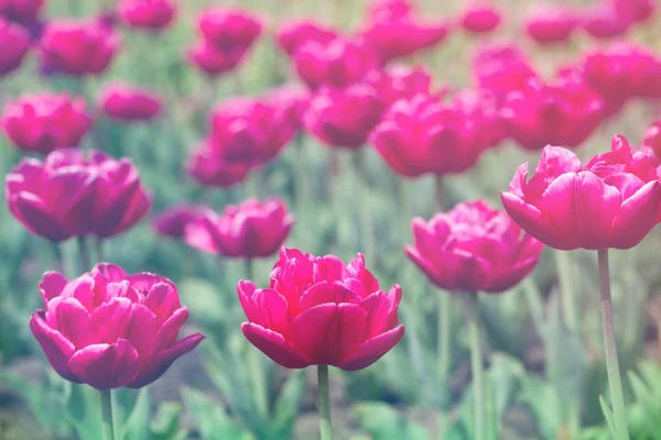 Bunte Tulpen — Stockfoto