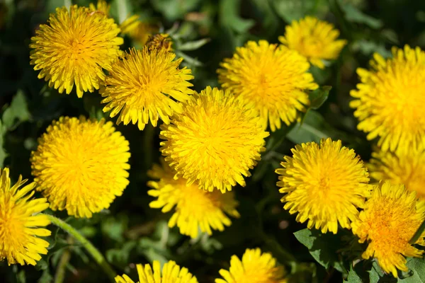 Gula maskros blommor med blad i grönt gräs, vårfoto — Stockfoto