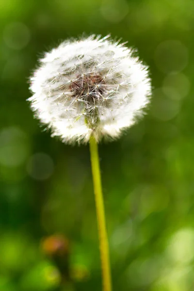 Paardebloem bloemen met bladeren in groene gras, voorjaar foto. — Stockfoto