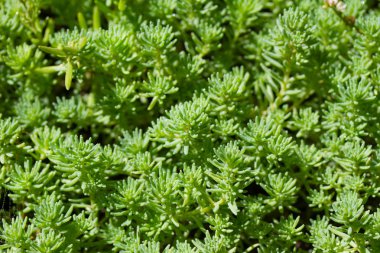 Yeşil Çimen Arkaplanı.