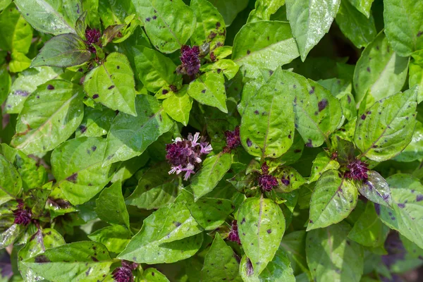 Органические зеленый и фиолетовый базилик растет в саду. close up — стоковое фото