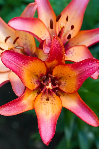 Lily flower with water drops growing in garden. Close up — Stock Photo, Image