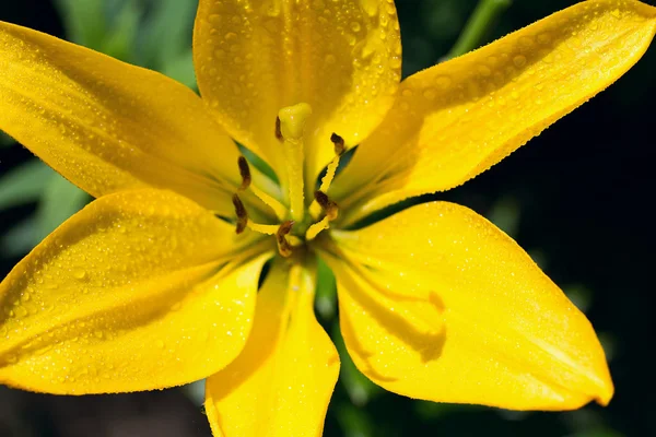 Lily flower with water drops growing in garden. Close up — Stock Photo, Image