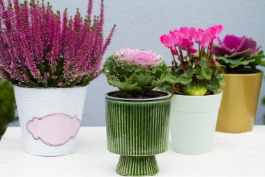 Kışın soğuğa dayanıklı çiçekler süslemeli lahana, siklamen ve fundalık. Sonbaharı ve kış manzaralarını vurgulayan renkli yapraklar