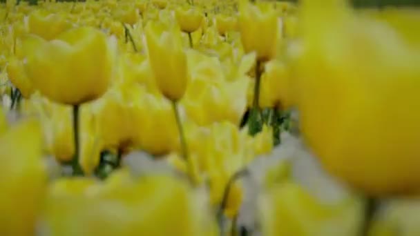 Gele bloemen in een tuin — Stockvideo