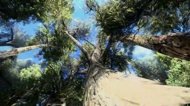 Câmera em torno de uma árvore — Vídeo de Stock