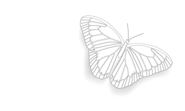 Vector butterfly — Stock Vector