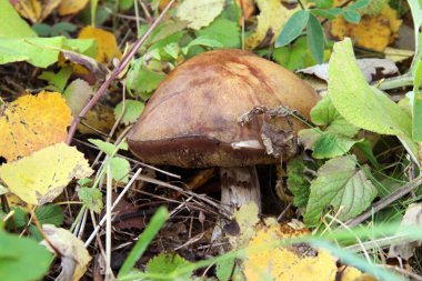 Büyük yenilebilir mantar 