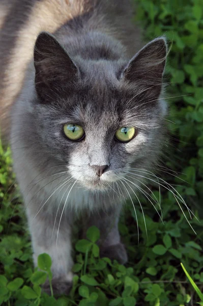 Szürke macska, zöld fű — Stock Fotó