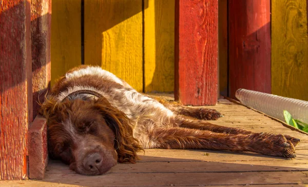 Verandada uyku köpek — Stok fotoğraf