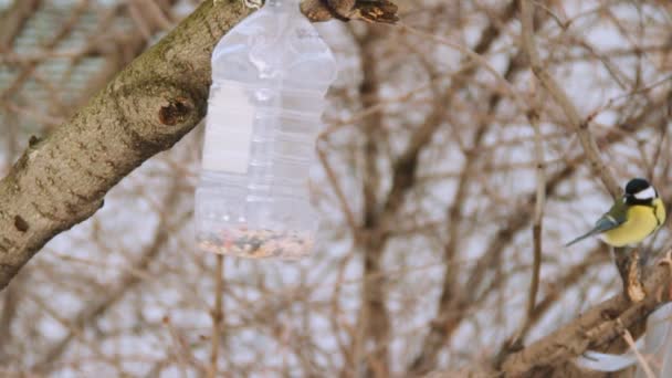Цицьки їдять від годівниць для птахів — стокове відео
