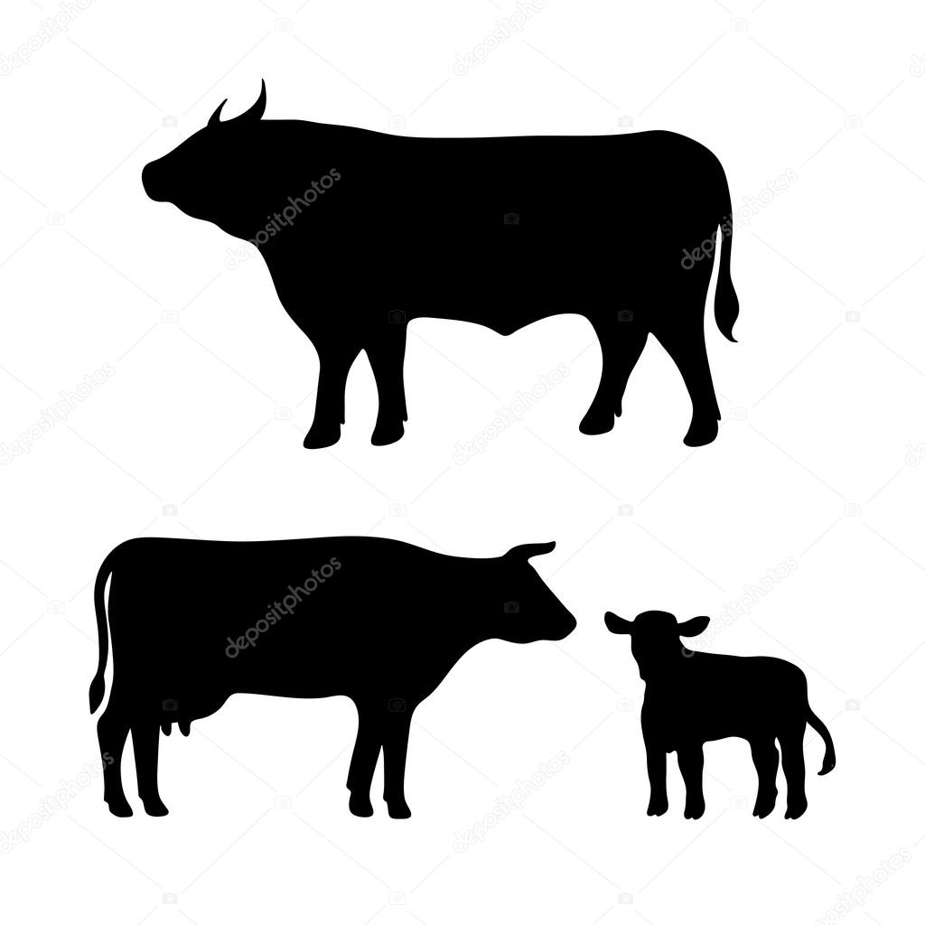 cow, bull, calf