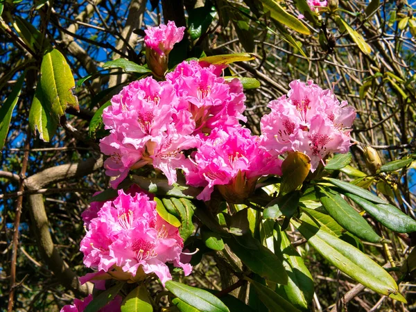 Ροζ Λουλούδια Ροδόδεντρου Που Λαμβάνονται Μια Ηλιόλουστη Μέρα Την Άνοιξη — Φωτογραφία Αρχείου