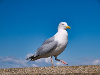 Güneşli bir günde mavi gökyüzüne karşı tek bir ringa martısı (larus argentatus) izole edilir. Maryport 'ta çekildi. Kuzeybatı Cumbria' da, İngiltere 'de Solway Sahili' nde.