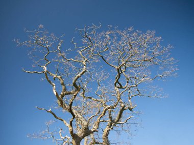 Baharda yapraksız bir ağacın dalları, bulutsuz mavi bir gökyüzüne karşı..