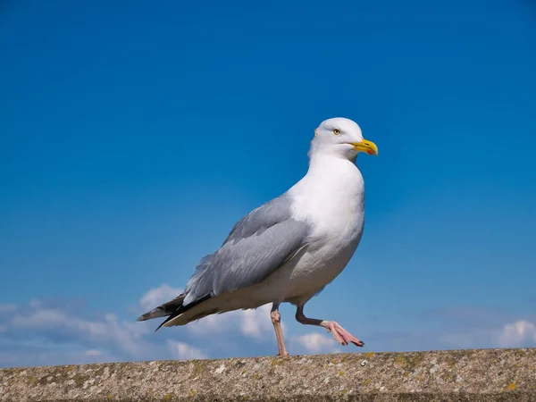 Єдиний Оселедець Larus Argentatus Ізольований Проти Блакитного Неба Сонячний День — стокове фото