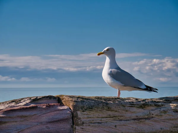 Єдиний Оселедець Larus Argentatus Ізольований Проти Блакитного Неба Сонячний День — стокове фото