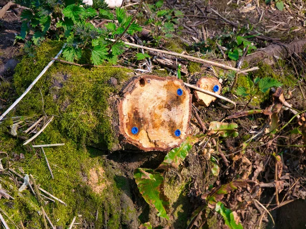 Ein Gefällter Baum Mit Blauen Glyphosat Dübeln Die Eingesetzt Wurden — Stockfoto